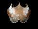 Бра кристаллическое Splendid Ray BMD29070/1W (GD), 1 лампа, золото/белый/коричневый, 27 см